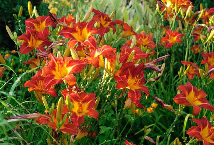 fiori nel giardino