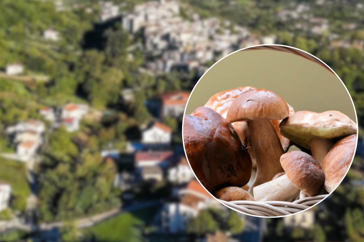 Funghi porcini e nello sfondo Cusano Mutri